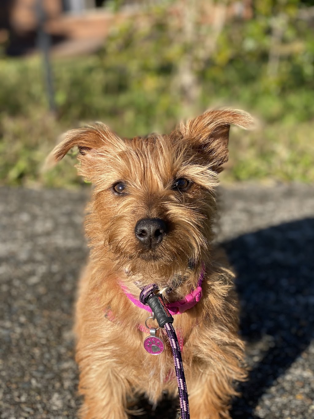 Bayside K9 Training | 36 Solway Cres, Carbrook QLD 4130, Australia | Phone: 0411 668 696