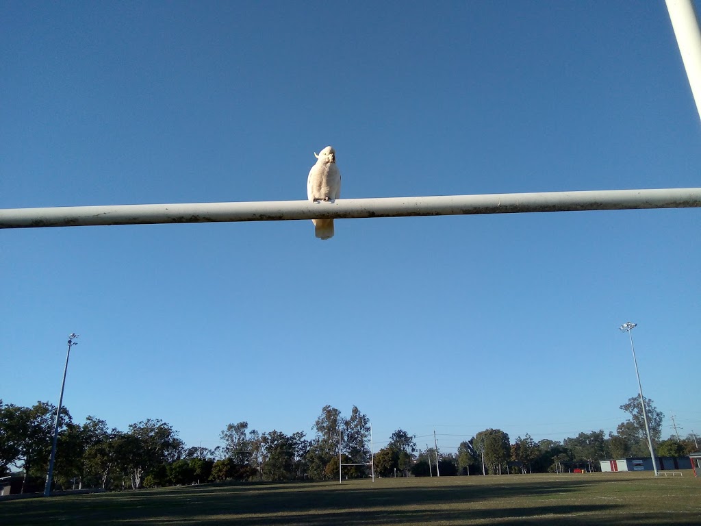 Wildlife Control Qld - Bird & Possum Proofing | 33 Crocus St, Inala QLD 4077, Australia | Phone: 0437 299 103