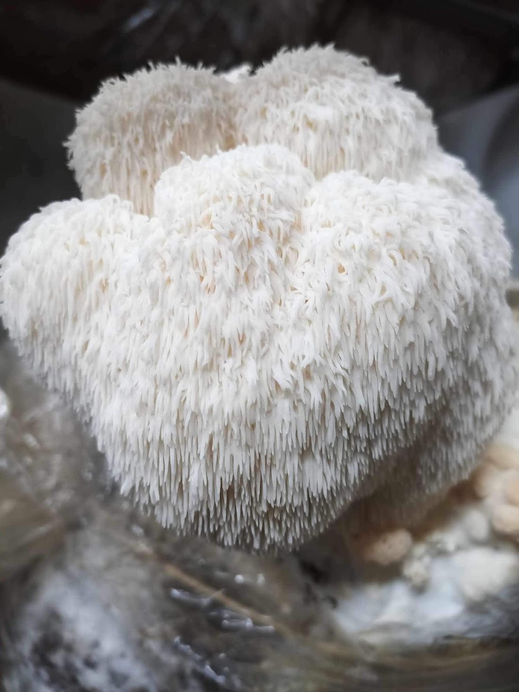 MindRise / EarthRising Mushroom Farm | Cataract St, Lawson NSW 2783, Australia | Phone: 0452 403 790