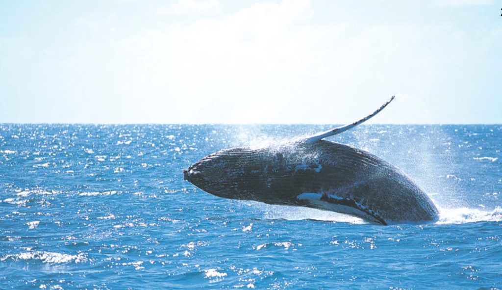 Noosa Whale Watching Centre | 194 Gympie Terrace, Noosaville QLD 4566, Australia | Phone: 0412 735 624