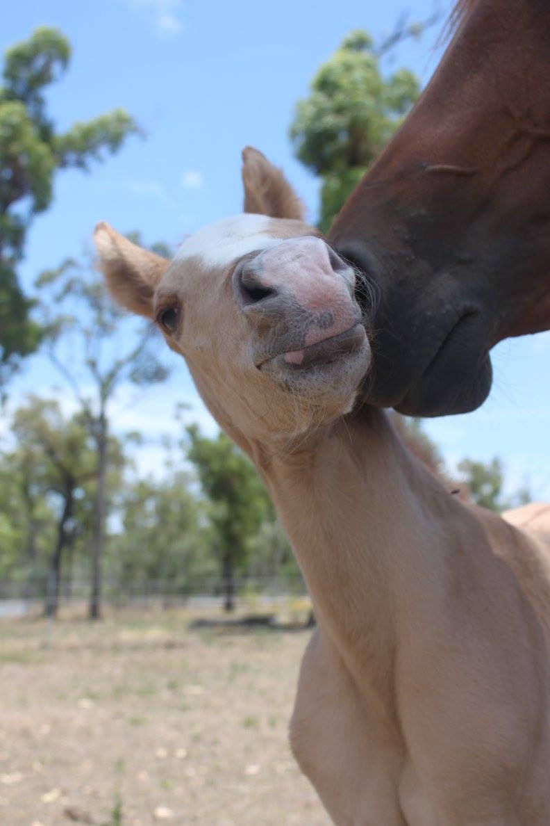 HPH Horses | 46 Mulara Rd, Bondoola QLD 4703, Australia | Phone: 0423 827 089