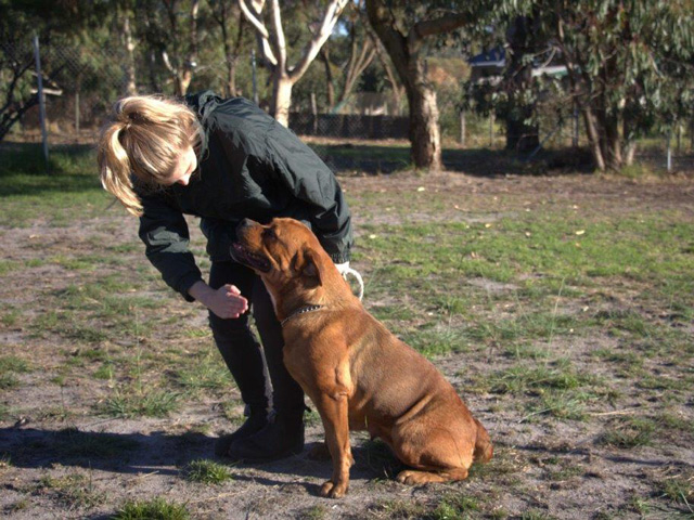 Best Friends Kennels | veterinary care | 44 Windfire Grove, Nambeelup WA 6207, Australia | 0430826290 OR +61 430 826 290