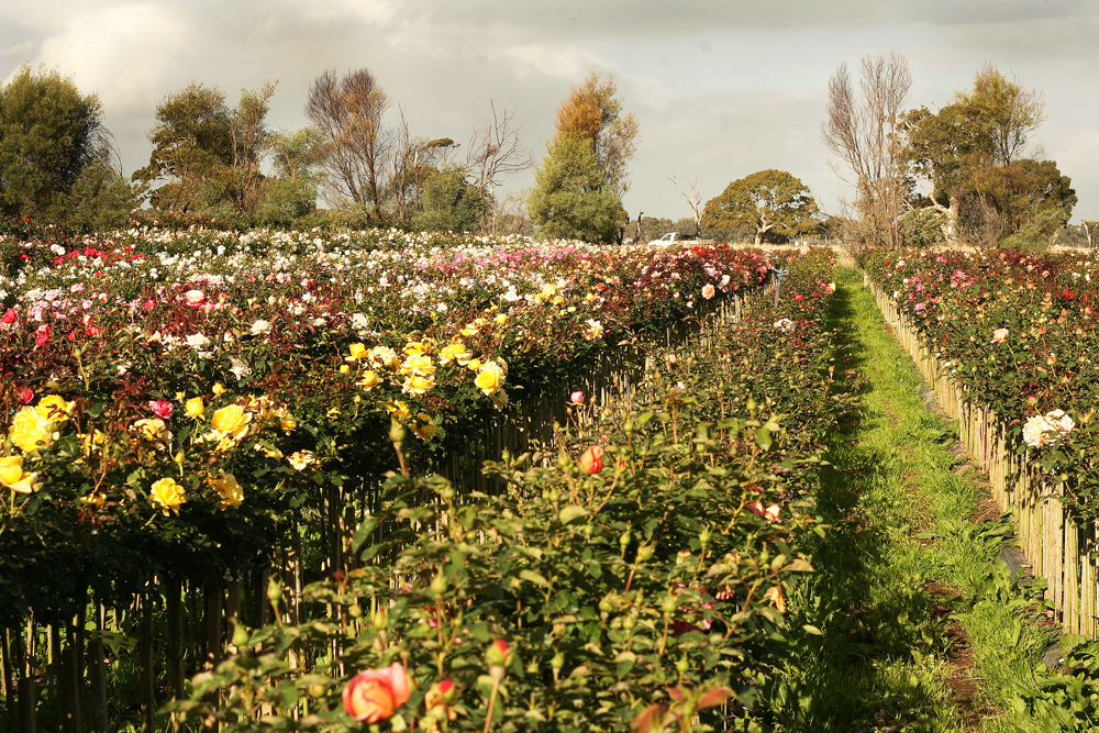 Wagners Rose Nursery |  | 20 Koorine Rd, Kalangadoo SA 5278, Australia | 0887393321 OR +61 8 8739 3321