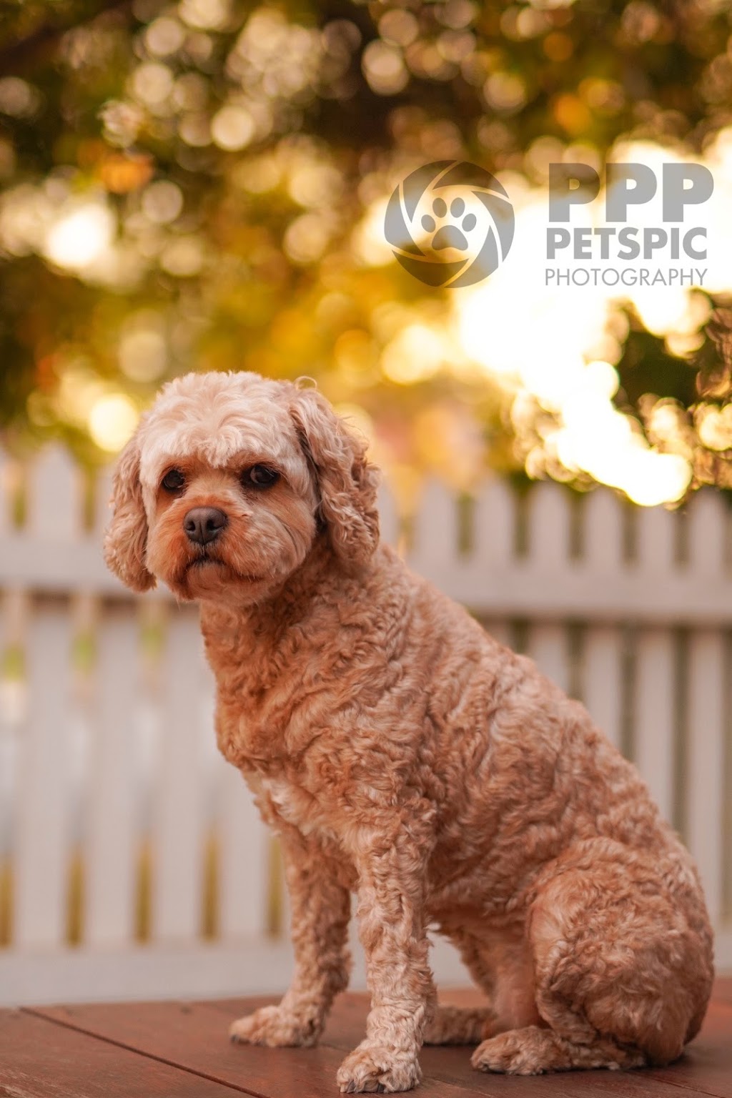 PetsPic Photography | 40 George St, Windsor NSW 2756, Australia | Phone: 0402 034 481