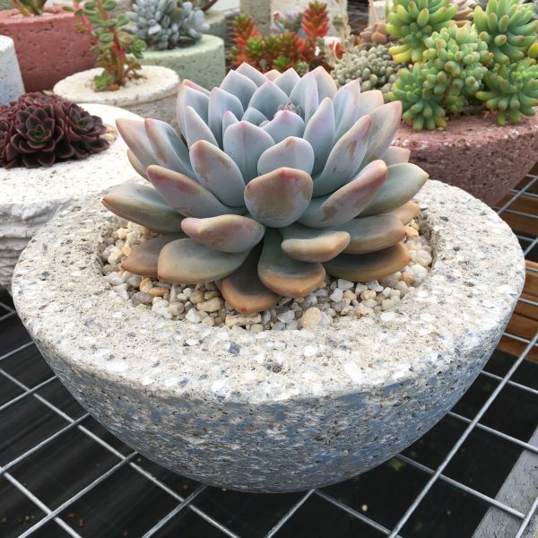 East Gippsland Succulents | Colquhoun Rd, Lakes Entrance VIC 3909, Australia | Phone: 0418 715 748