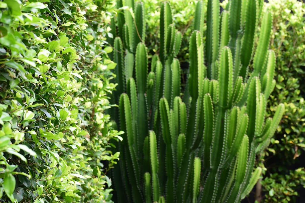 Florioscape Gardens | Lennox Head NSW 2478, Australia | Phone: 0428 059 104