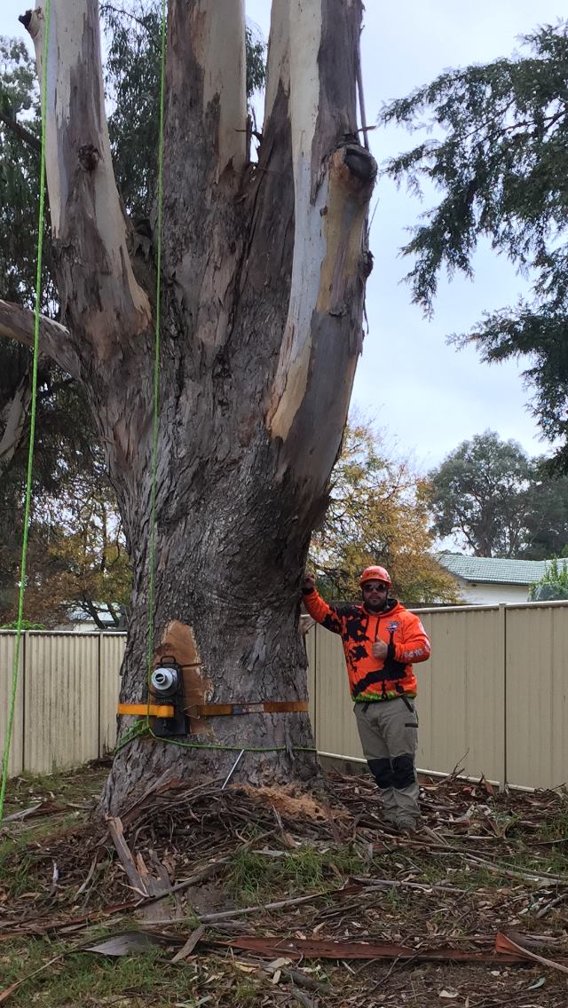 Energetic Tree Lopping | 85 Minerva Rd, Wedderburn NSW 2560, Australia | Phone: 0416 072 453