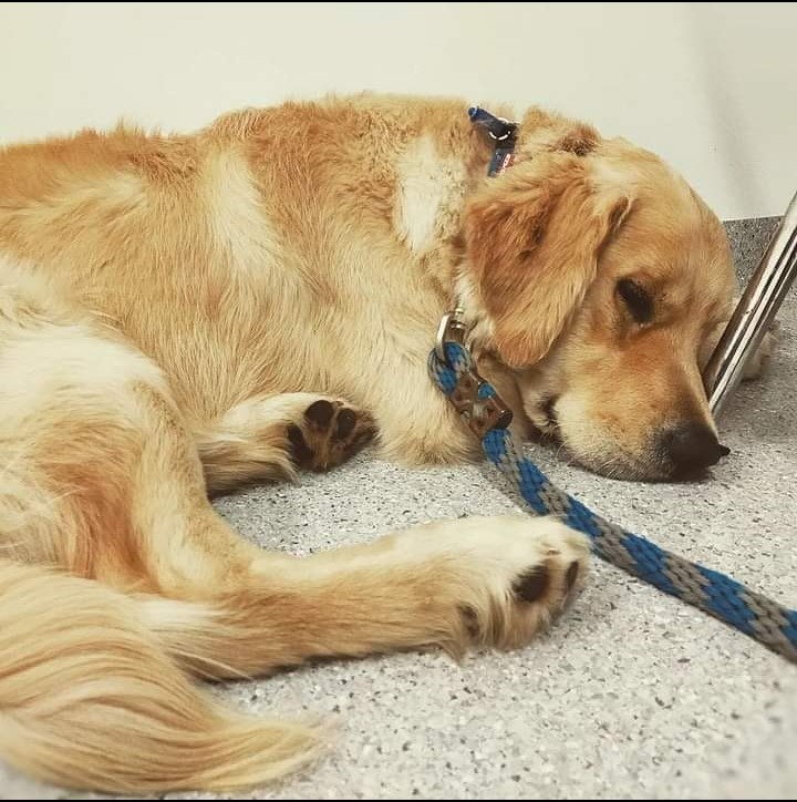 Synergy Veterinary Behaviour Solutions | 26 Gymkhana Pl, Dayboro QLD 4521, Australia | Phone: (07) 3077 5022