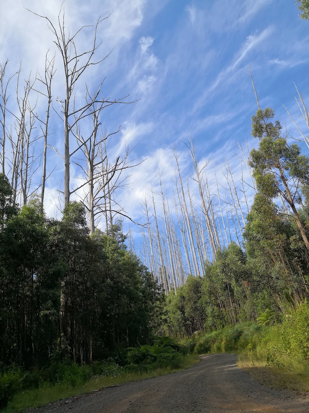 Tarago State Forest | Gentle Annie VIC 3833, Australia | Phone: 13 61 86