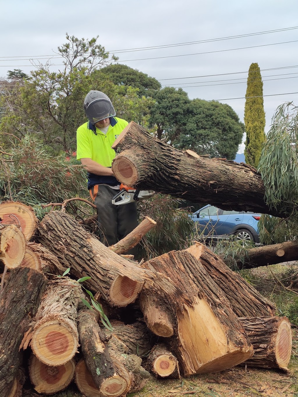 I Cut Tree Services | 18 Rowan Ave, Boronia VIC 3155, Australia | Phone: 0409 906 301