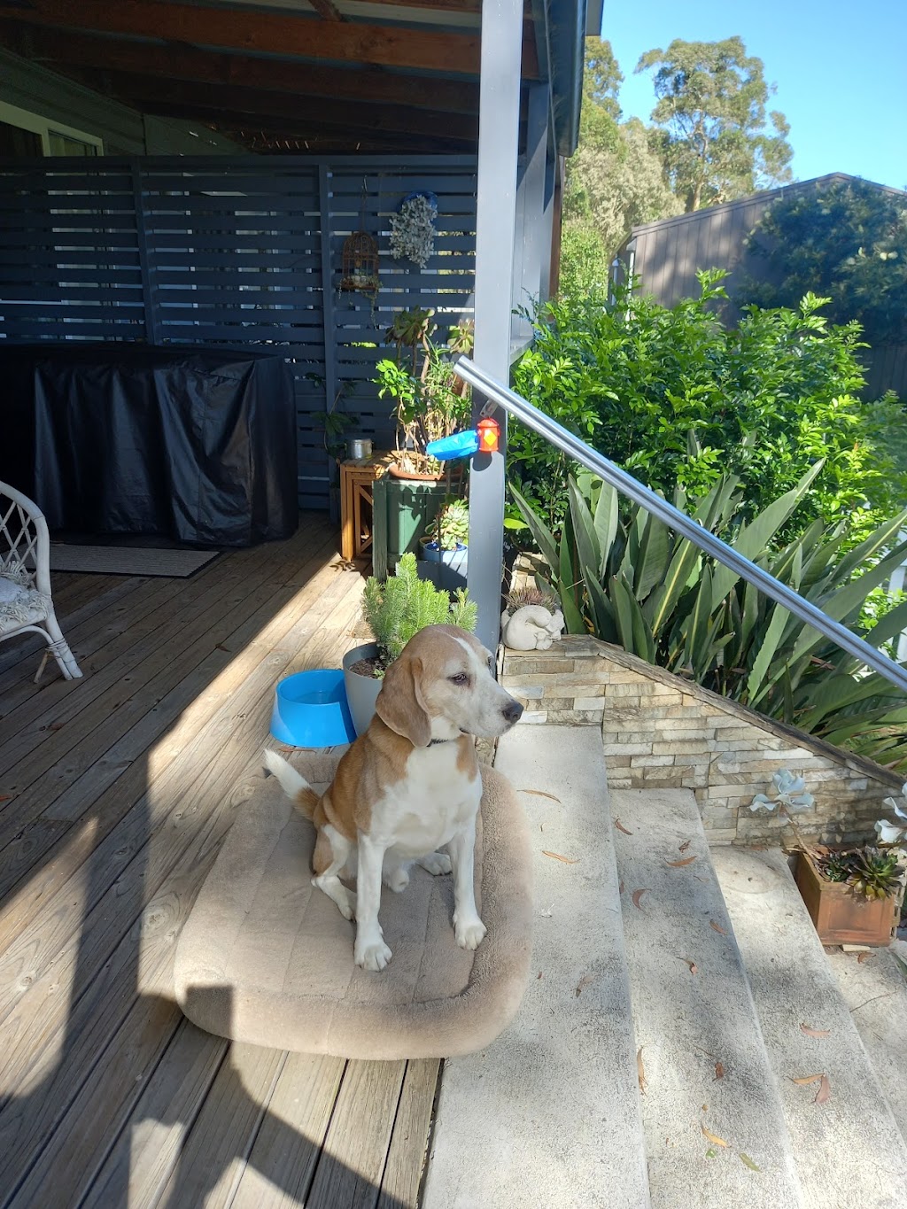 Paws Inn at Botany Bay | 12 Booralee St, Botany NSW 2019, Australia | Phone: 0408 066 313