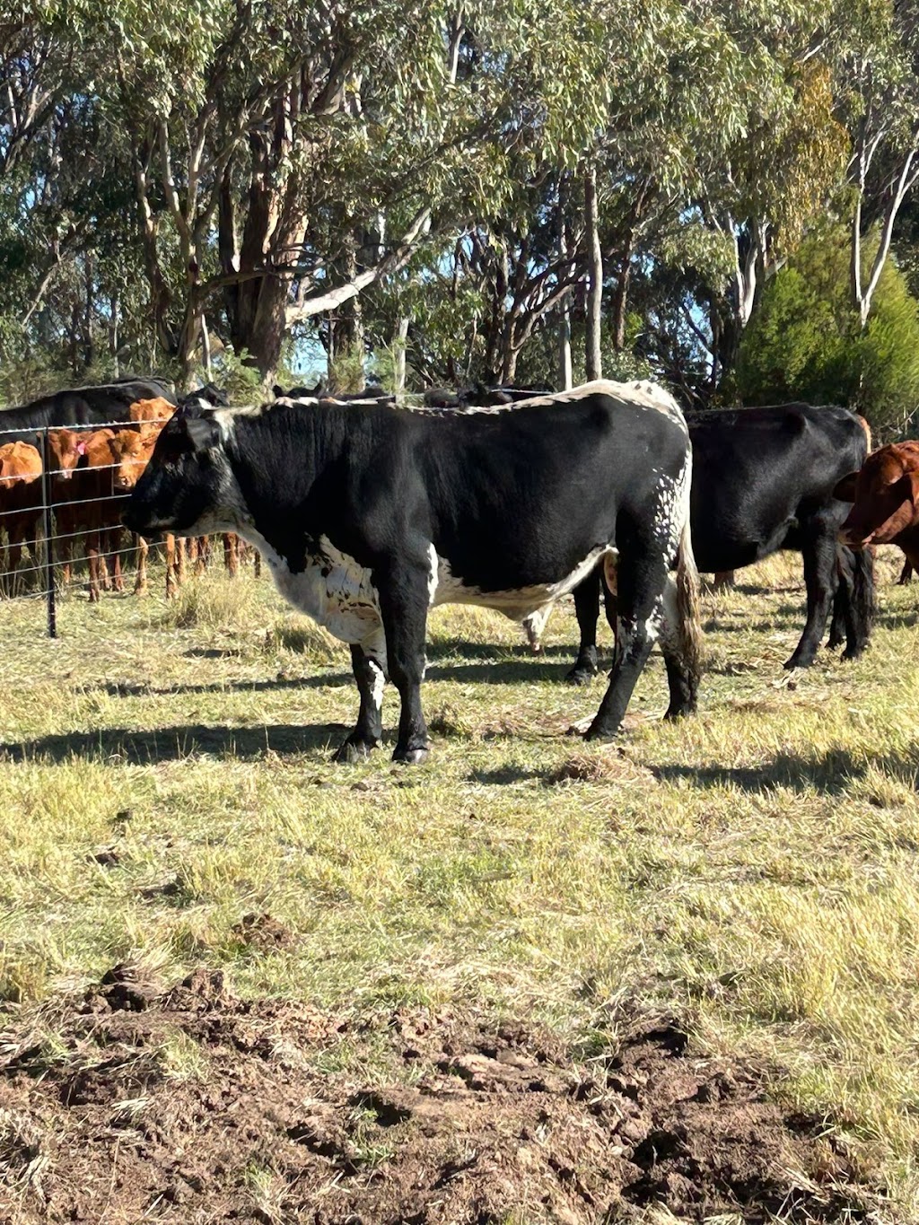 Kaka’s Ranch | 2087 Rabbit Fence Rd, Passchendaele QLD 4380, Australia | Phone: 0431 897 429