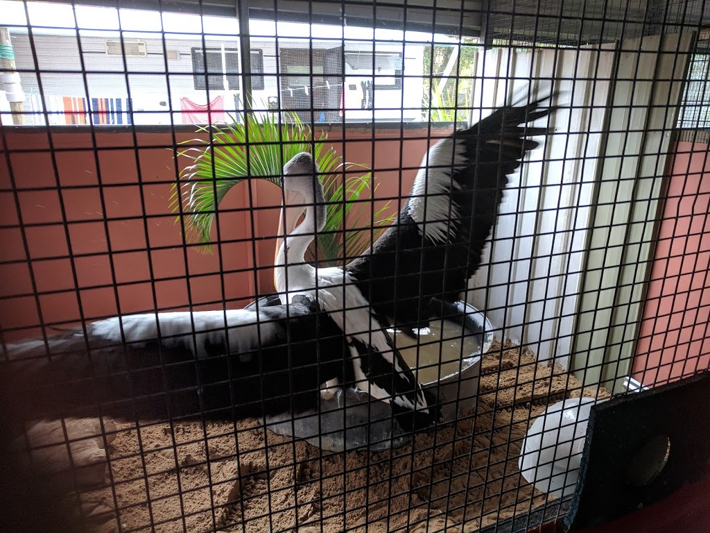 Twinnies Pelican and Seabird Rescue | 2147 Steve Irwin Way, Landsborough QLD 4550, Australia | Phone: (07) 5439 9995