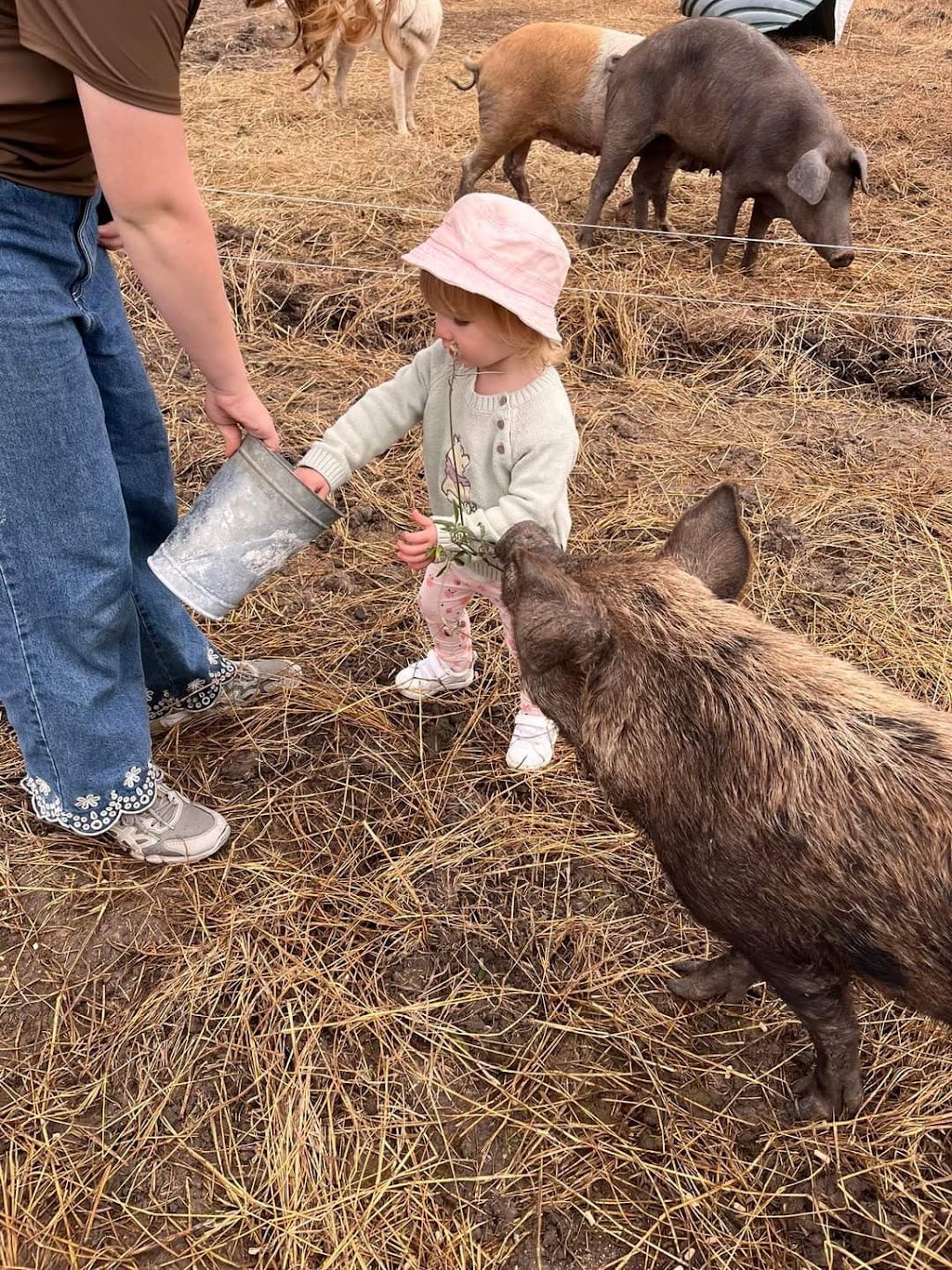 Dragon Fields Farm | Schulz Rd, Prenzlau QLD 4311, Australia | Phone: 0493 766 797