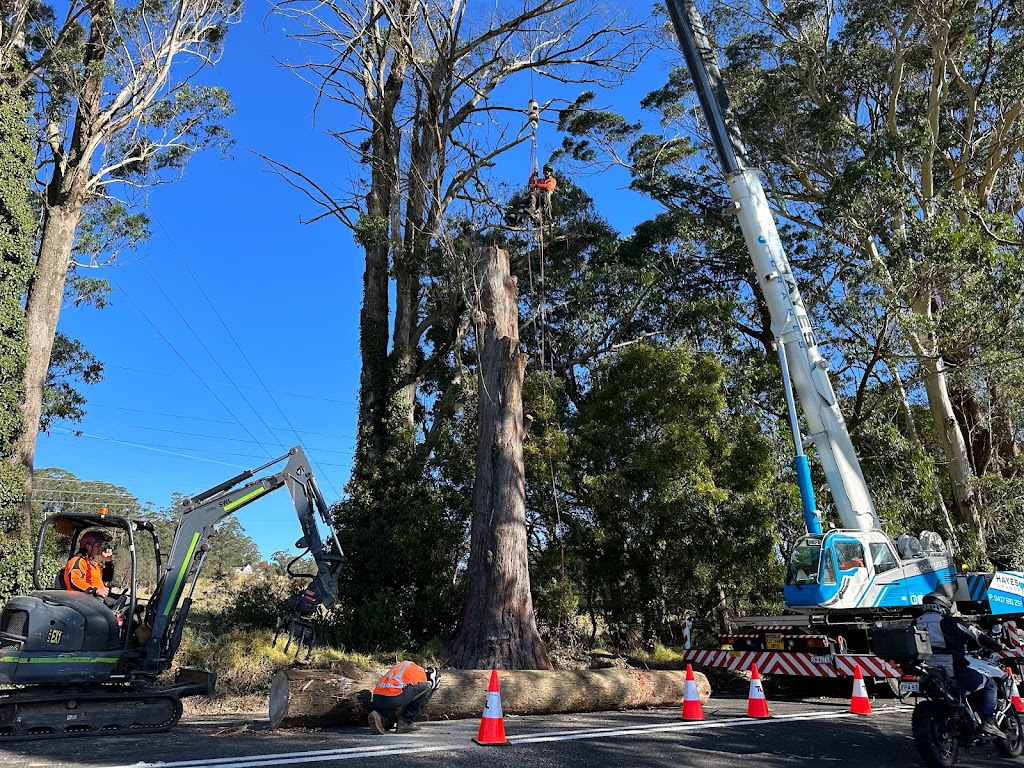 TreeLink Southern Highlands | 5 Railway Parade, Bowral NSW 2576, Australia | Phone: 0425 064 502