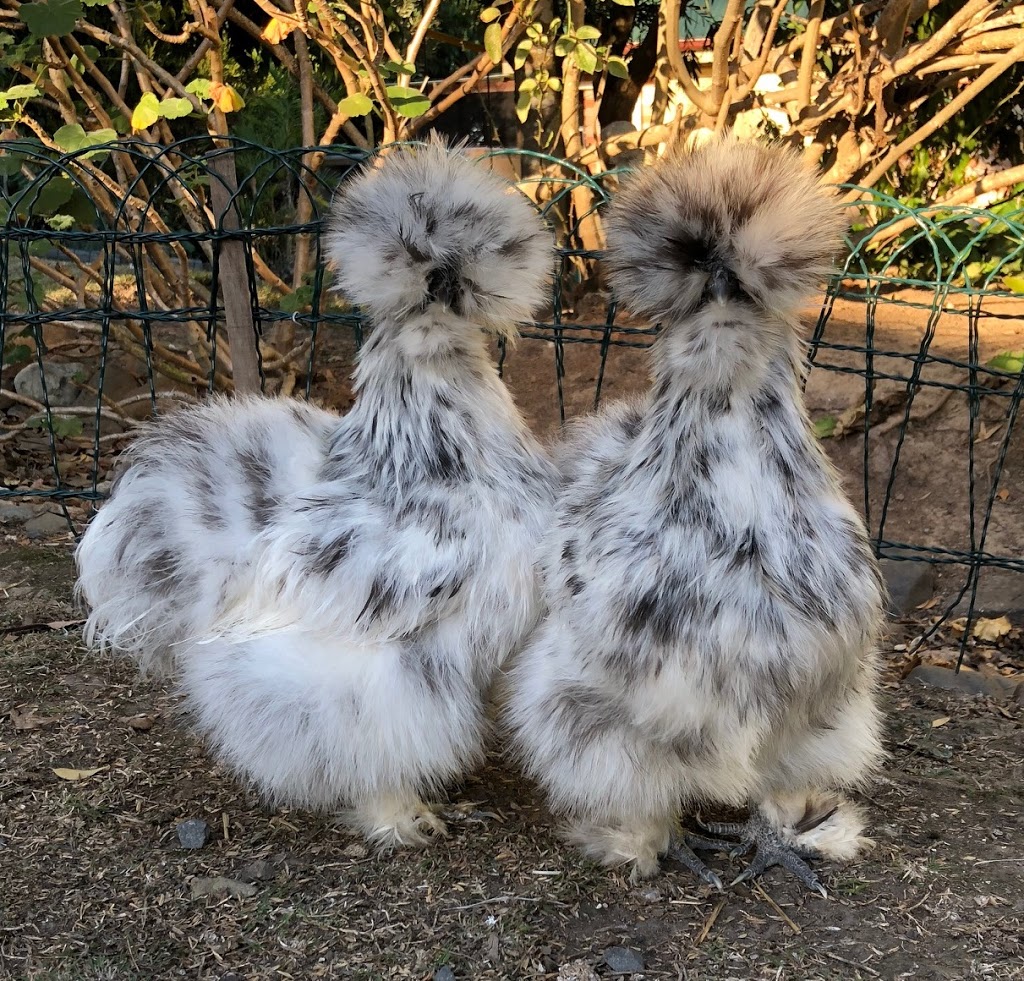 Chatty Chicks - Silkie Breeder | Cedar Vale QLD 4285, Australia