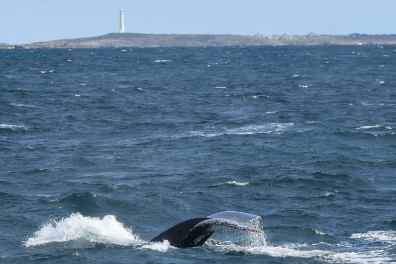 Whale Watch Western Australia | travel agency | Leeuwin Rd, Augusta WA 6290, Australia | 1300388893 OR +61 1300 388 893