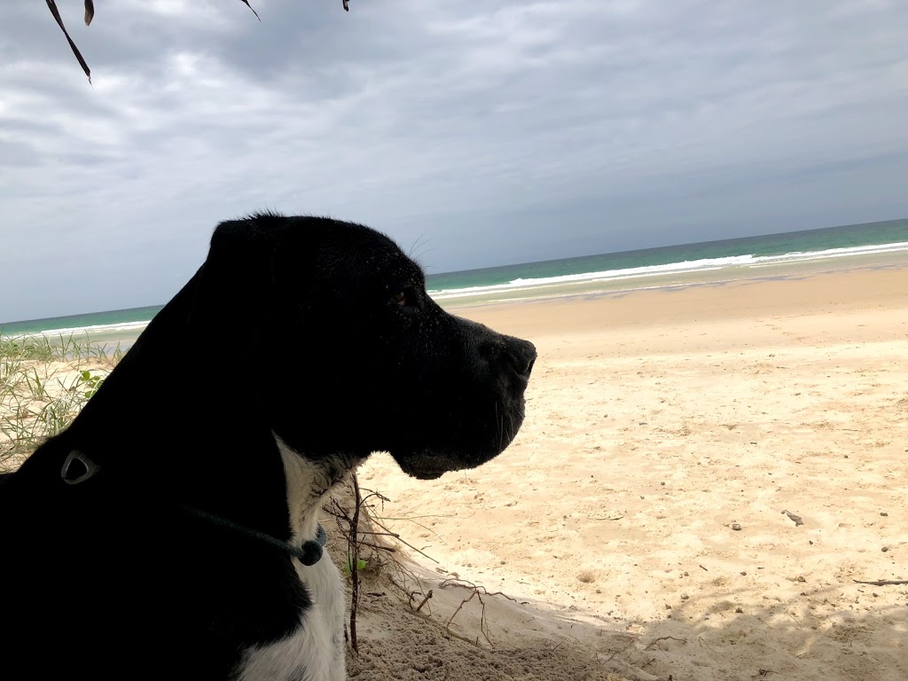 Pottsville Dog Beach | park | Tweed Coast Rd, Pottsville NSW 2489, Australia