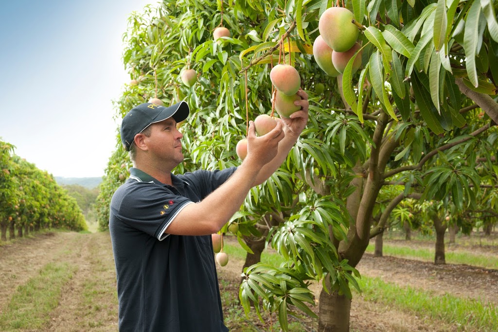 Piñata Farms | food | 382 Scurr Rd, Wamuran QLD 4512, Australia | 0754974295 OR +61 7 5497 4295