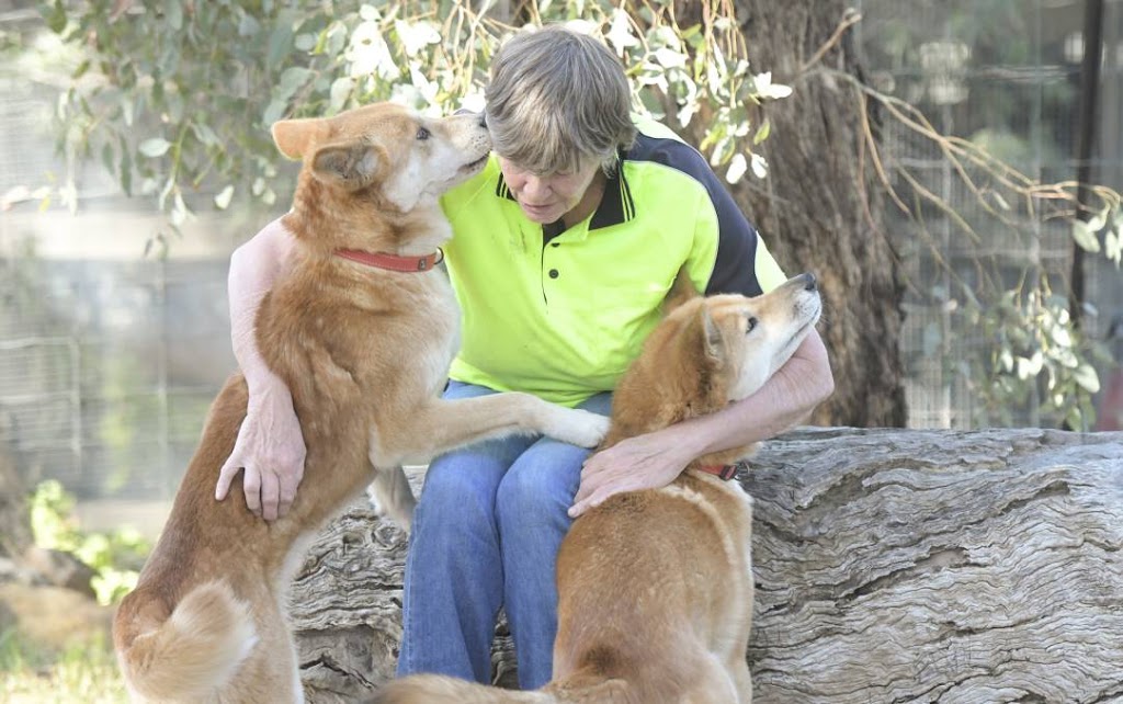 Dingo Conservation Australia | zoo | Dingo Park Rd, Chewton VIC 3451, Australia | 0354722911 OR +61 3 5472 2911