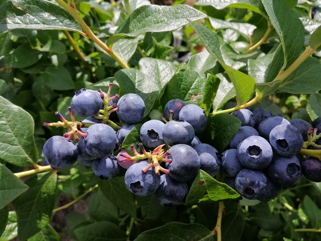 Tassie Blue Blueberries |  | 79 Cygnet Coast Rd, Lymington TAS 7109, Australia | 0362950082 OR +61 3 6295 0082