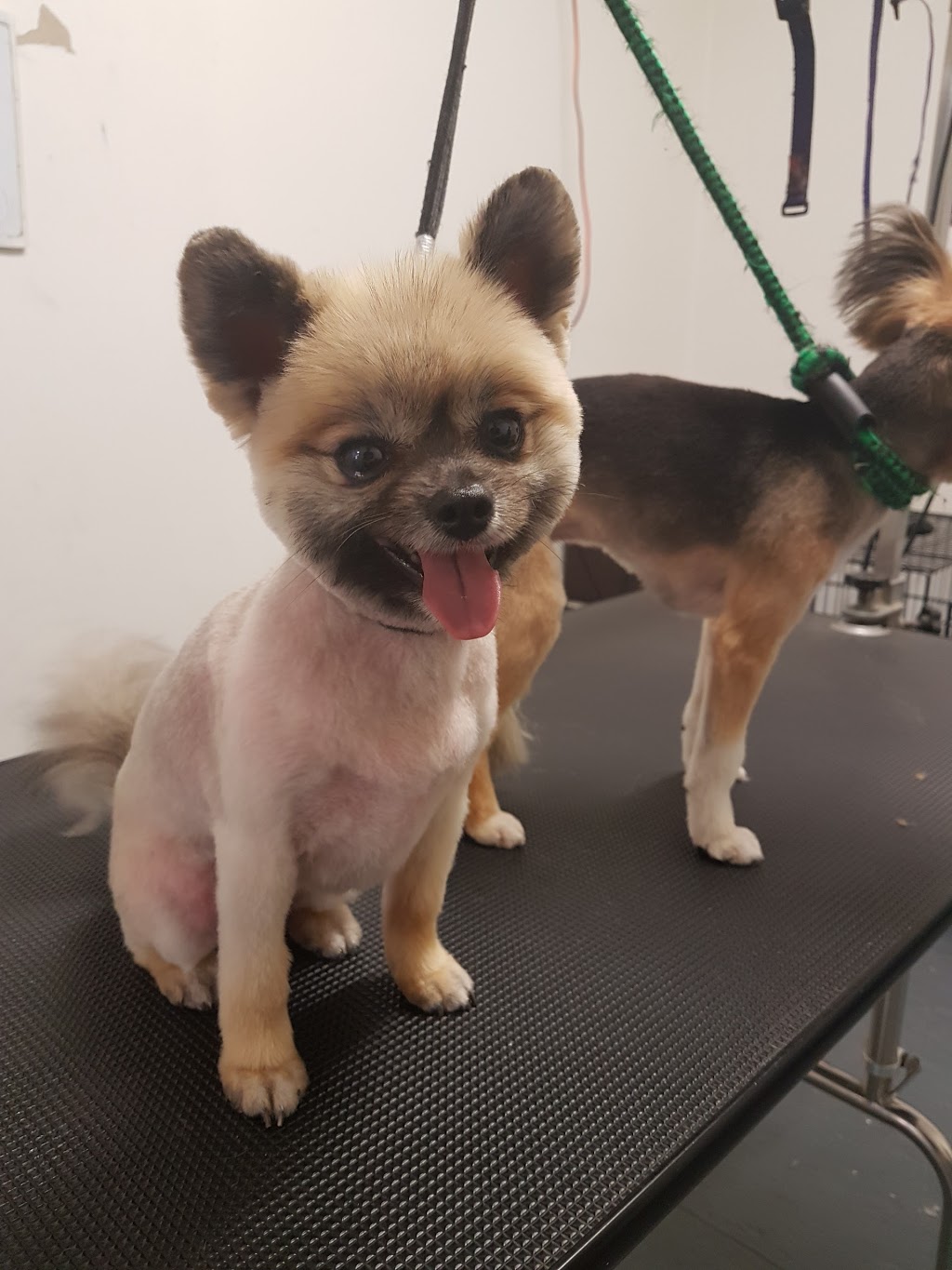 Toris Pet Grooming | 39 Station St, Weston NSW 2326, Australia | Phone: 0432 825 835