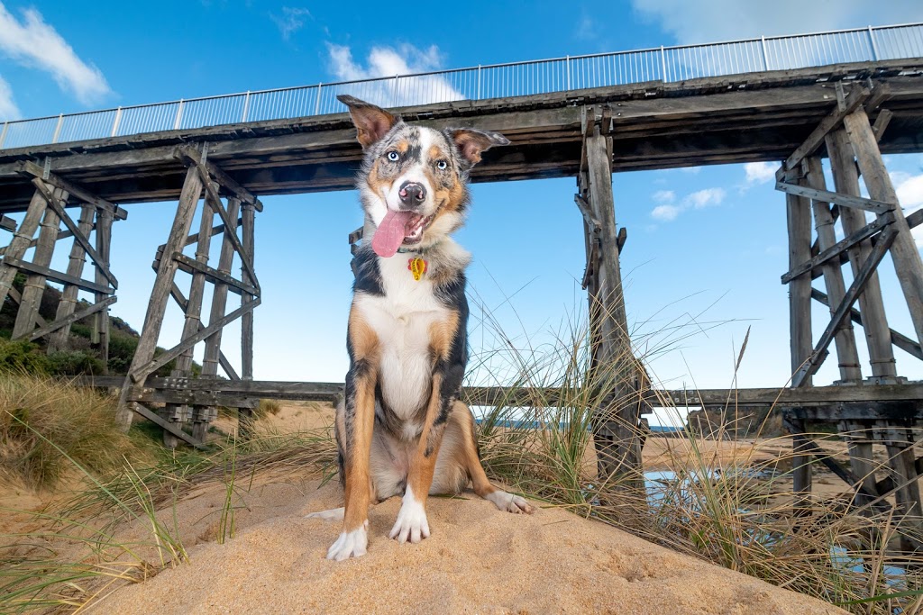 Island Paw Prints Photography | 35 Princeton Ave, Cape Woolamai VIC 3925, Australia | Phone: 0407 869 040