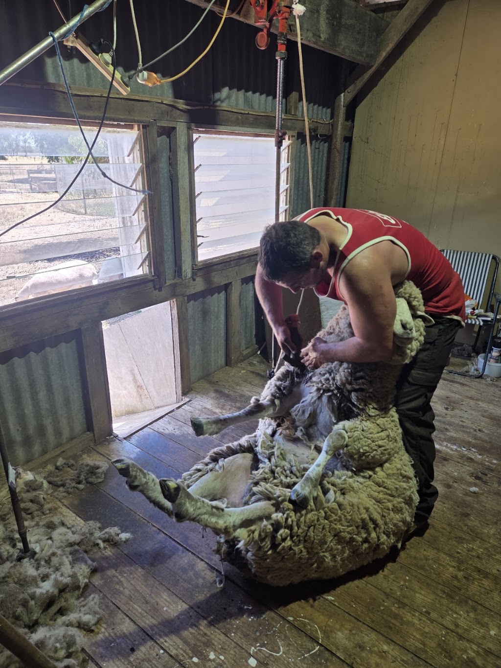 Maxs Hobby Farm Shearing | Heath Rd, Harston VIC 3616, Australia | Phone: 0437 435 811