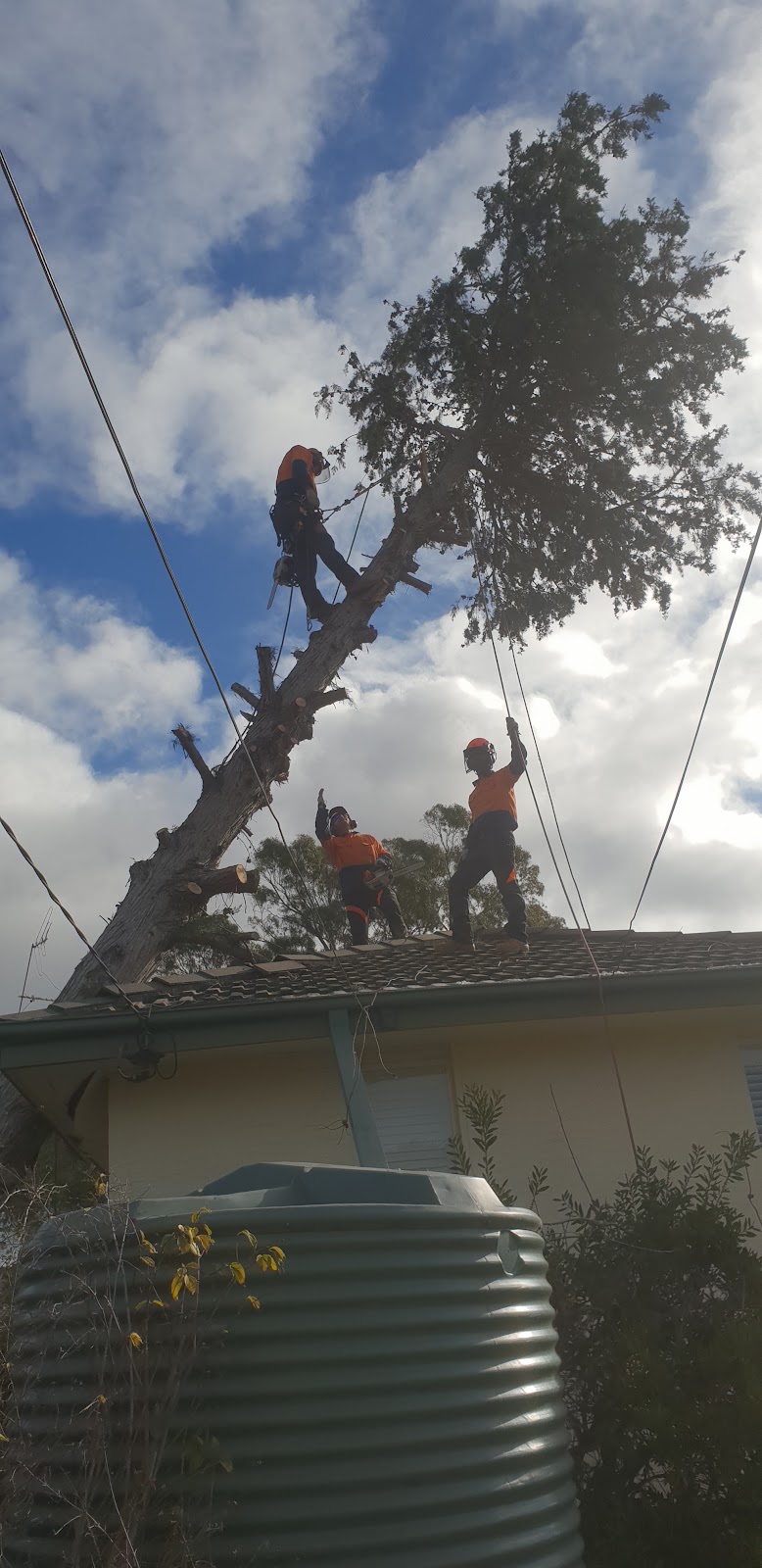 Lances Tree Care | 58 Kinabalu Dr, Tamborine Mountain QLD 4272, Australia | Phone: 0419 181 919