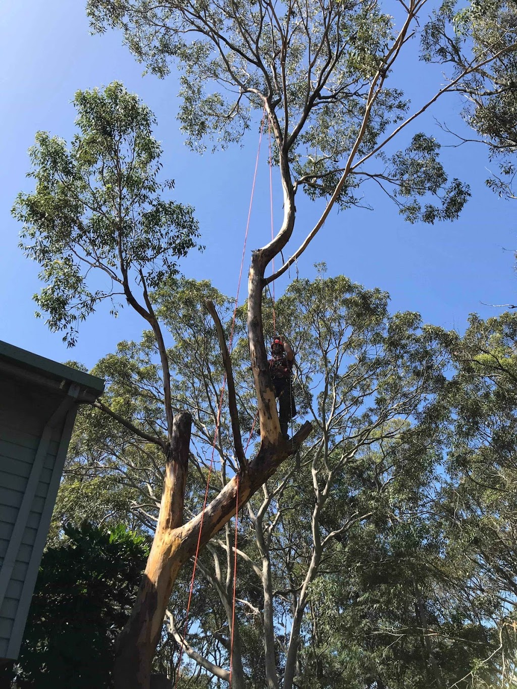 Eclipse Tree Services | 26 Goulburn St, Dudley NSW 2290, Australia | Phone: 0435 601 417