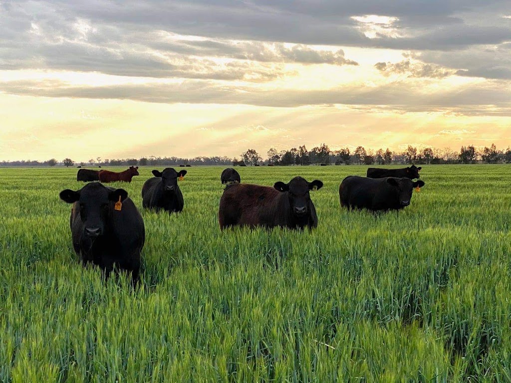 U8J Cattle Co | 376 Dalby Nungil Rd, Dalby QLD 4405, Australia | Phone: 0455 724 625