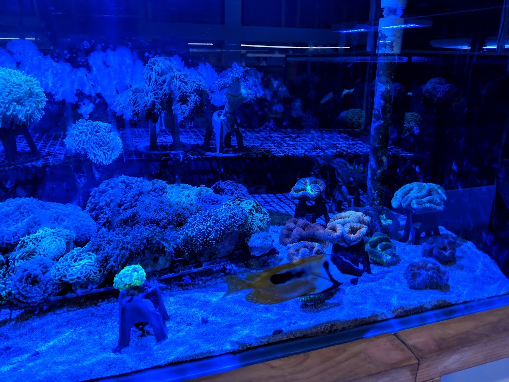 Aquariums at Asquith | Wattle St, Asquith NSW 2077, Australia | Phone: 0414 805 431