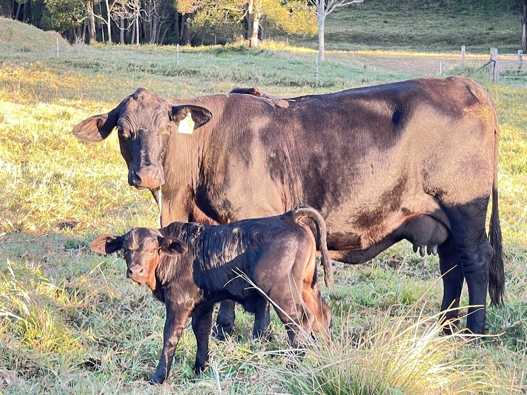 Greenhollow Brangus | Koplick Rd, Running Creek QLD 4287, Australia | Phone: 0403 054 845