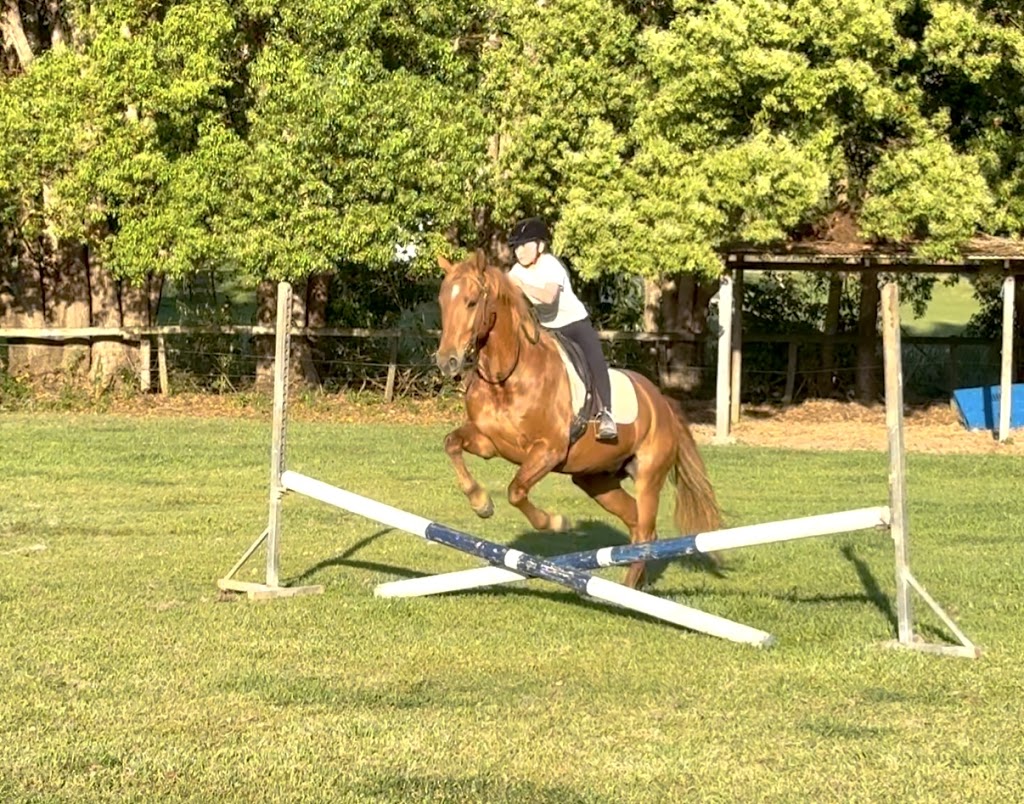 AK Equine | 310 Left Bank Rd, Mullumbimby NSW 2482, Australia | Phone: 0413 959 708