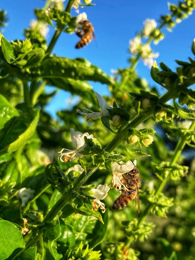 Plan Bee Honey | 23 Jirrima Cres, Cooroibah QLD 4565, Australia | Phone: 0419 770 731