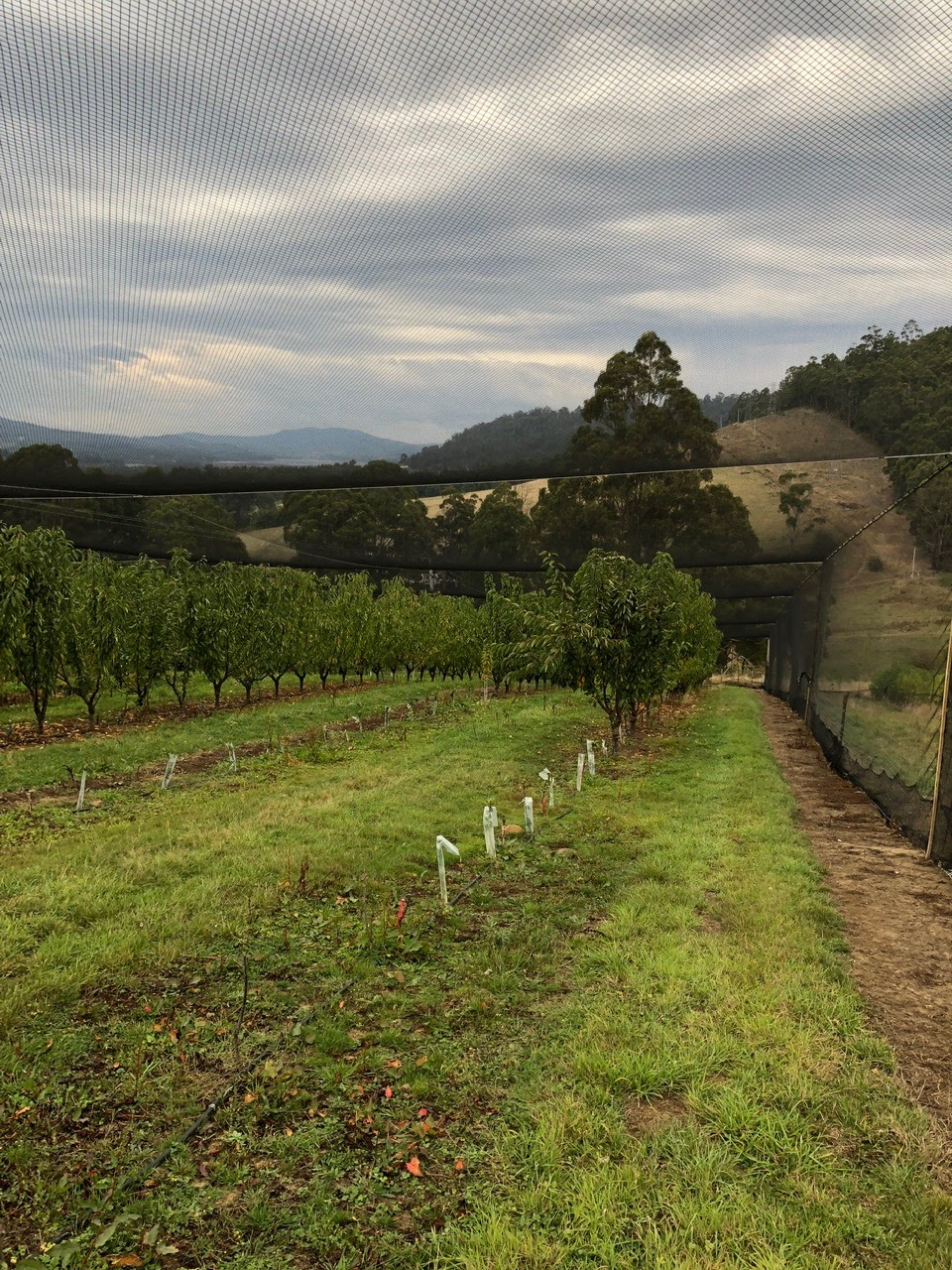 Franklin Cherries- Tasmania | 80 Maxfields Rd, Franklin TAS 7113, Australia | Phone: 0417 595 300