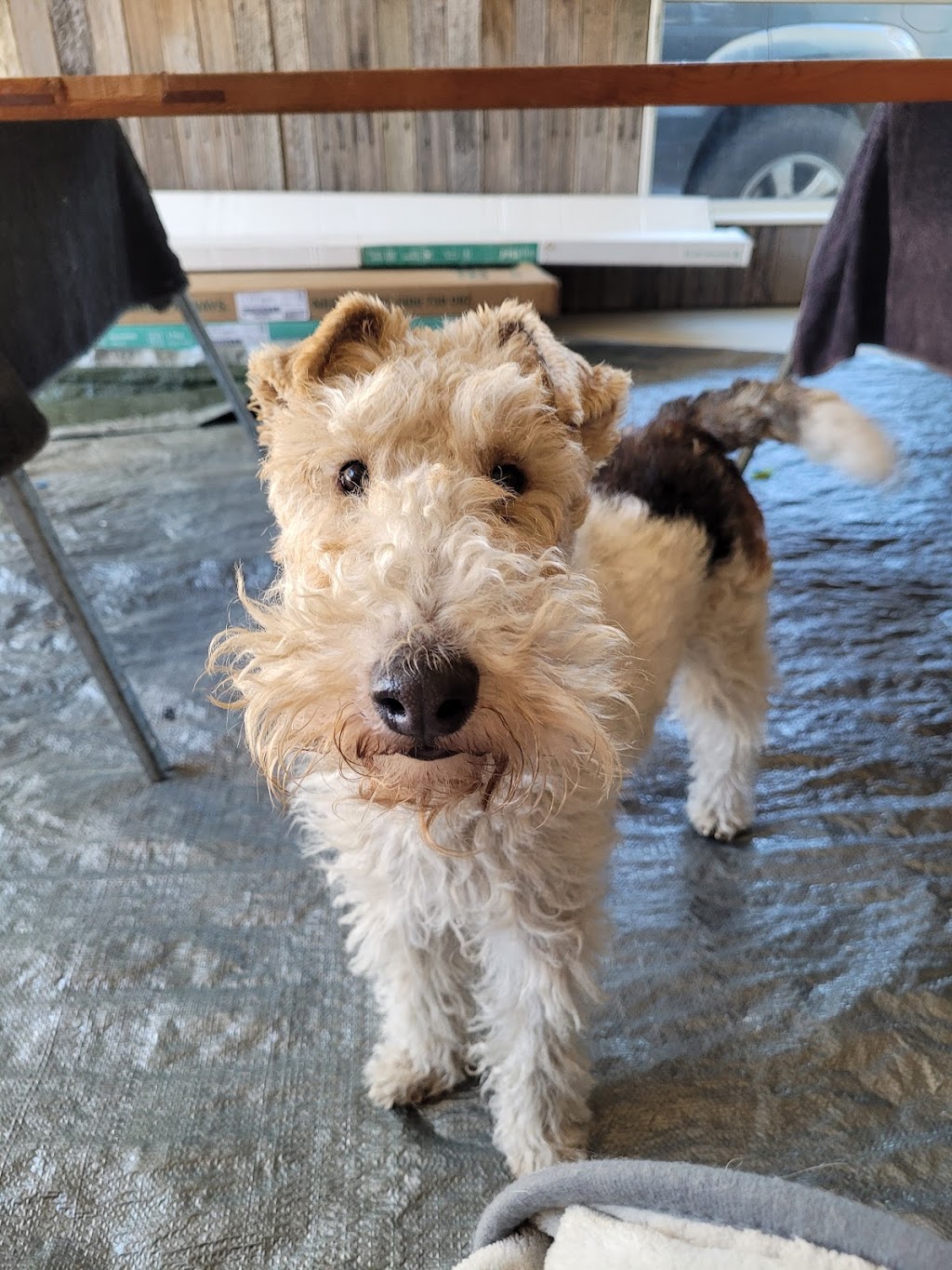 DOGGY RETREAT | Gillies St, Kurri Kurri NSW 2327, Australia | Phone: 0491 626 848