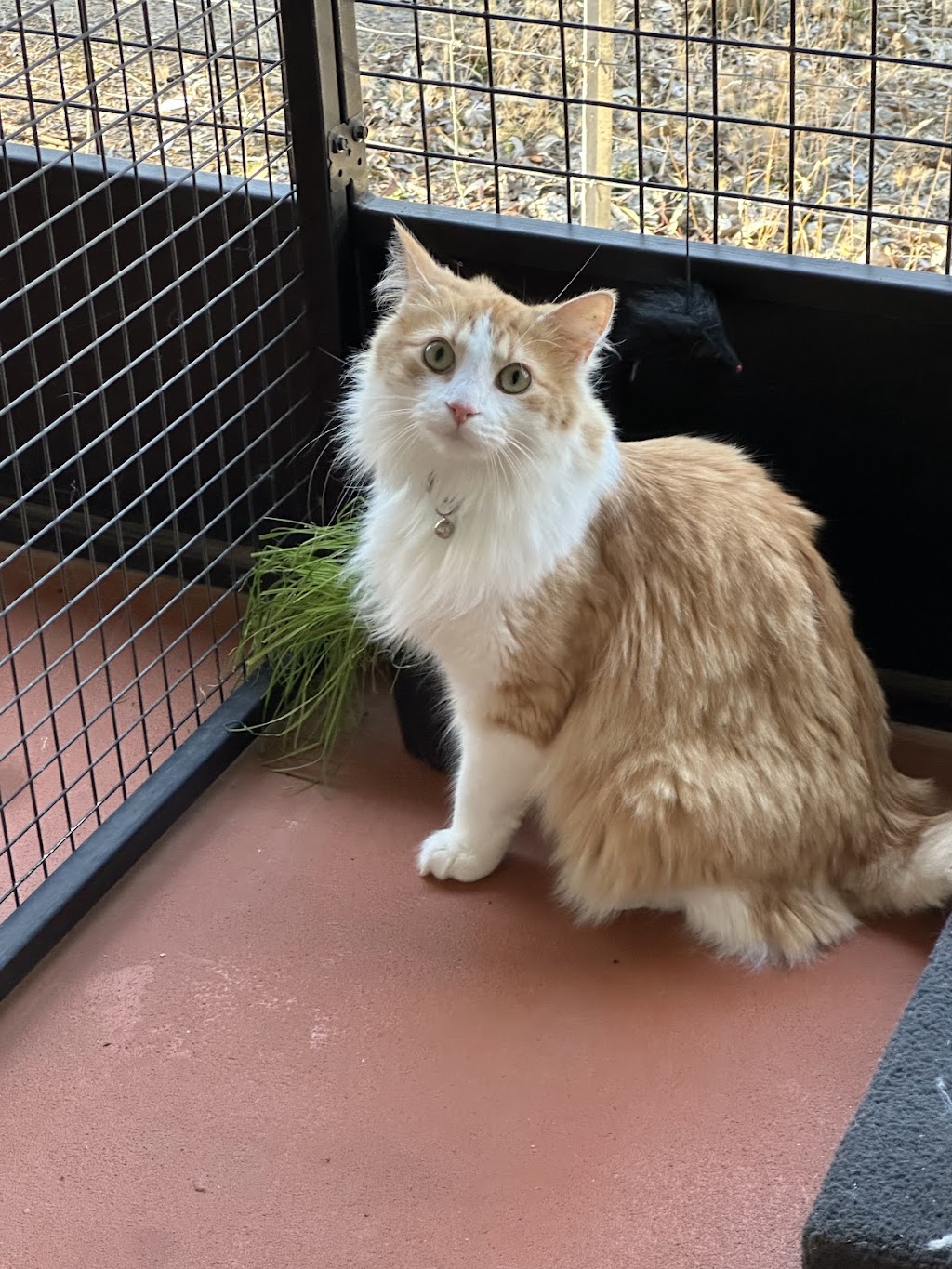 Crazy Cats Cattery | 555 Schoolhouse Ln, Tallarook VIC 3659, Australia | Phone: 0481 005 509