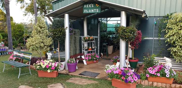 Rees Plants and Nursery |  | Rubyvale Rd, Clermont QLD 4721, Australia | 0459310631 OR +61 459 310 631