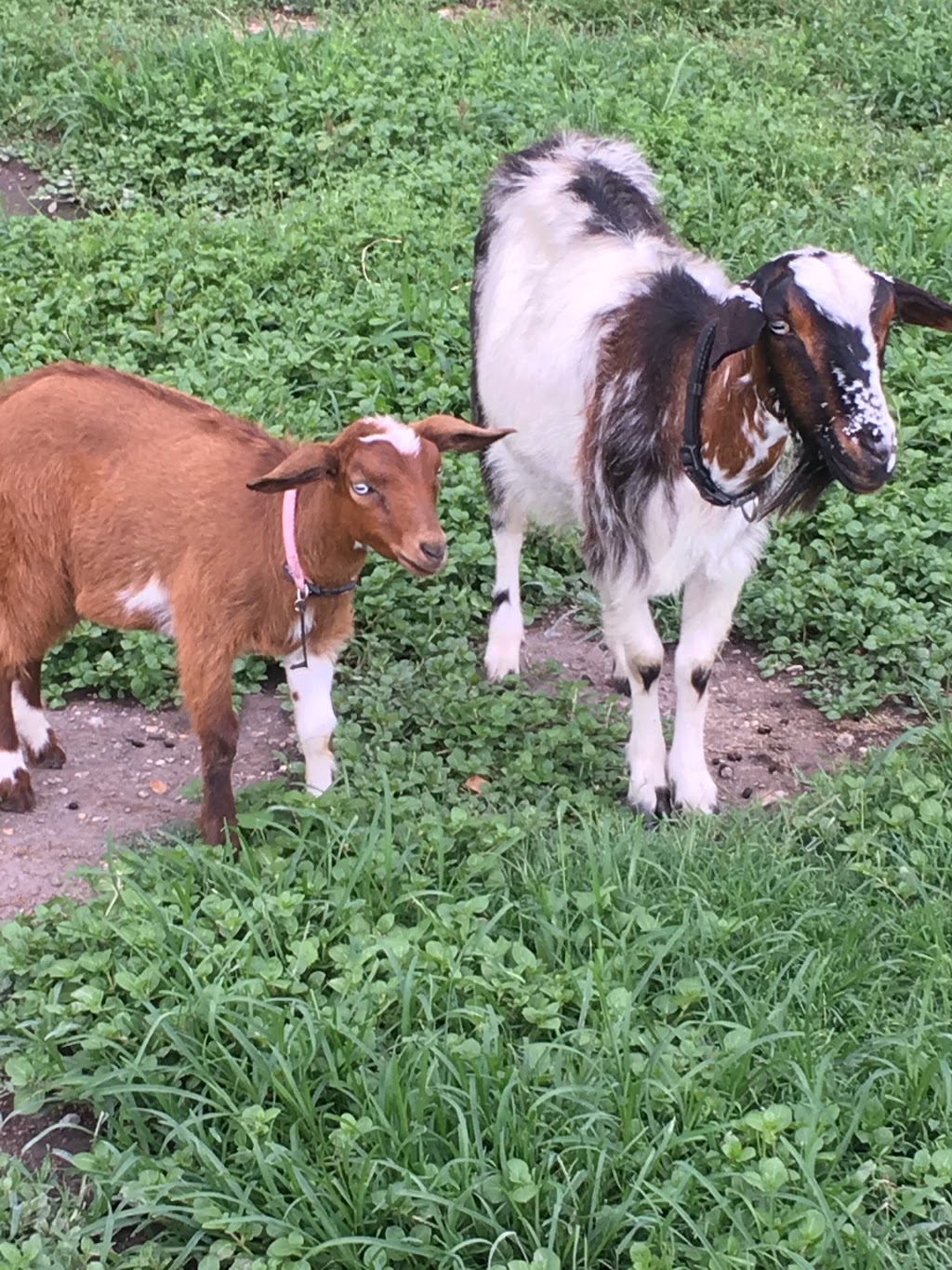 buccanwood miniature goats |  | 40/42 Ooah Cct, Buccan QLD 4207, Australia | 0430045526 OR +61 430 045 526