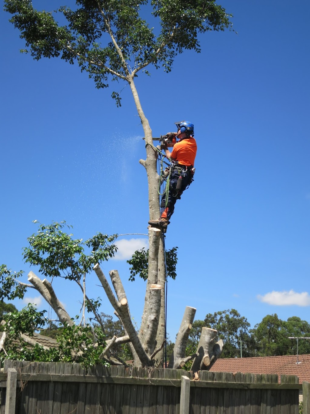 Aussie Tree Care | 16 Tillyroen Rd, Ormeau Hills QLD 4209, Australia | Phone: 1300 873 300