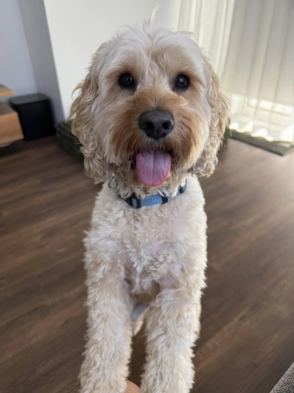Woof N Run | 10 Ontario St, Clyde VIC 3978, Australia | Phone: 0438 318 626