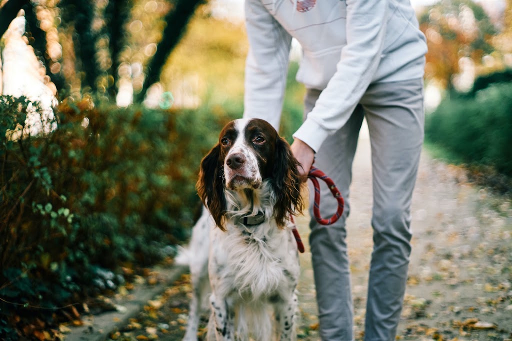 Lidias Dog Training | 26R Naranga Cres, Frankston VIC 3199, Australia | Phone: 0402 522 421