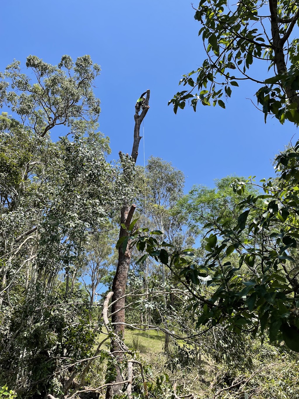 BLUESKY TREE SERVICES PTY LTD | 12 Hayman Ct, Bucasia QLD 4750, Australia | Phone: 0499 290 603