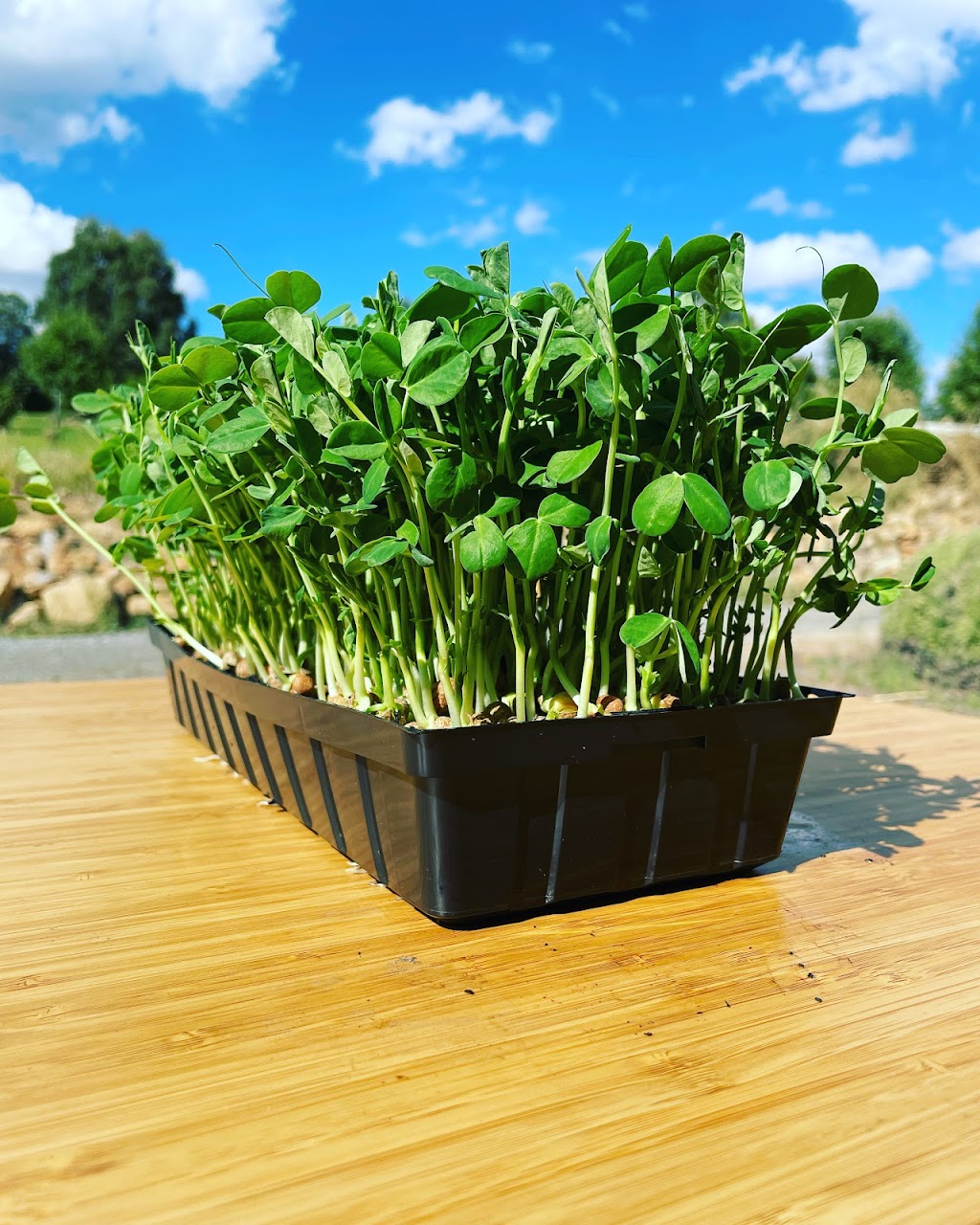 Amberly Microgreens | 325 Kambah Pool Rd, Australian Capital Territory 2902, Australia | Phone: 0401 639 408