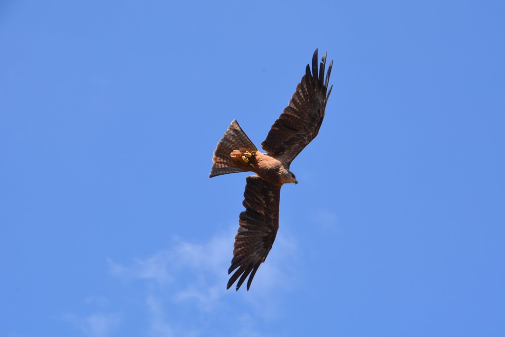 Eagles Heritage Raptor Wildlife Centre | 341 Boodjidup Rd, Margaret River WA 6285, Australia | Phone: (08) 9757 2960
