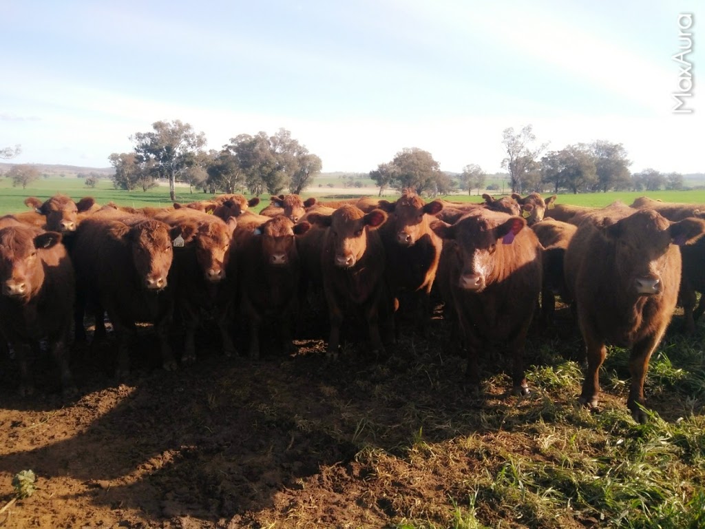 Haycock Pine Villa Red Angus Stud | 162 Higgins Rd, Yeoval NSW 2868, Australia | Phone: (02) 6846 4060