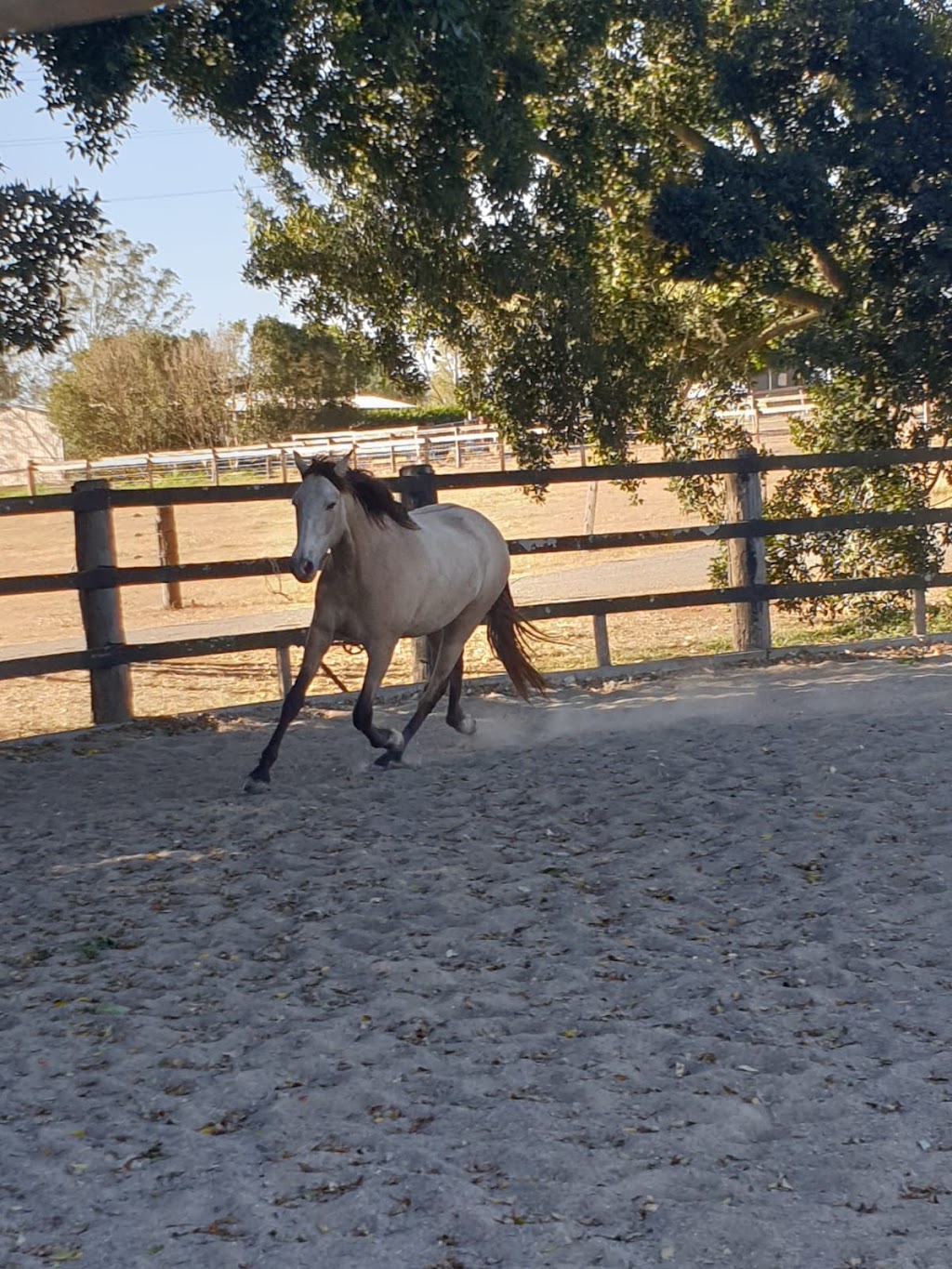 Harbak Horse Haven | 280 Priors Pocket Rd, Moggill QLD 4070, Australia | Phone: 0409 644 339