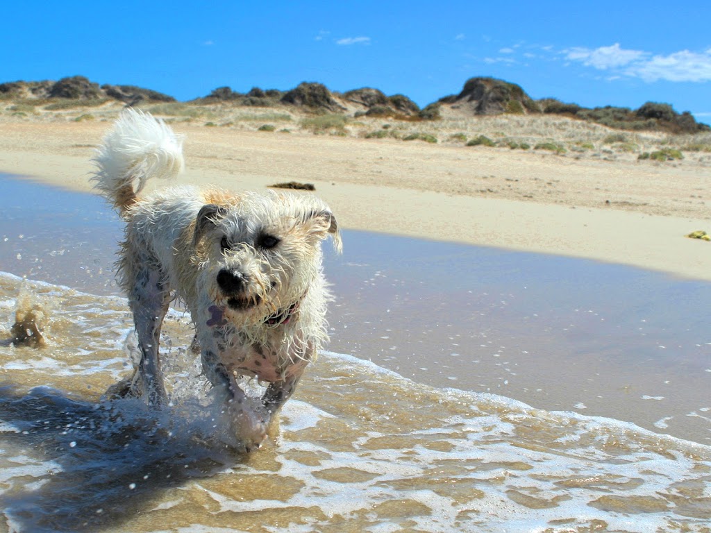 Secret Harbour dog beach | park | Siracusa Ct, Secret Harbour WA 6173, Australia