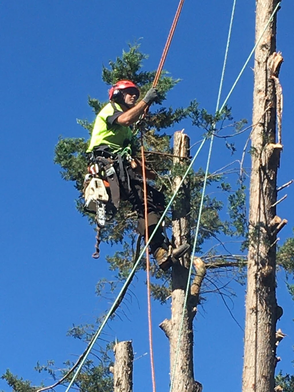 Ultimate Arbor | 406 Glenrowan Rd, Wangaratta South VIC 3678, Australia | Phone: 0477 776 131